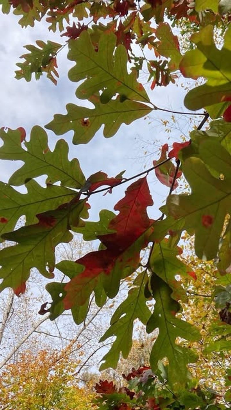 Oak Trees