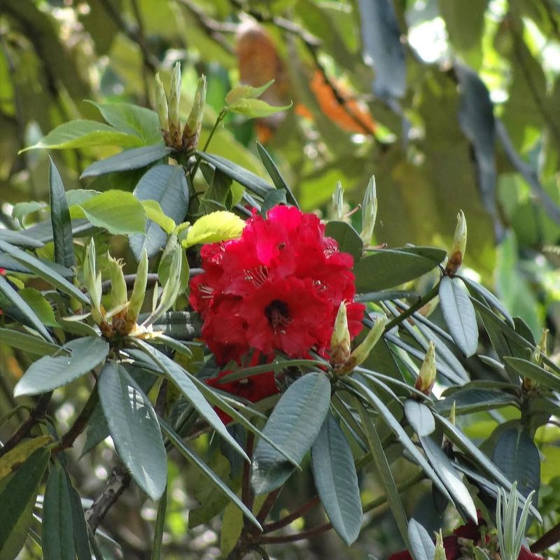 Rhododendron