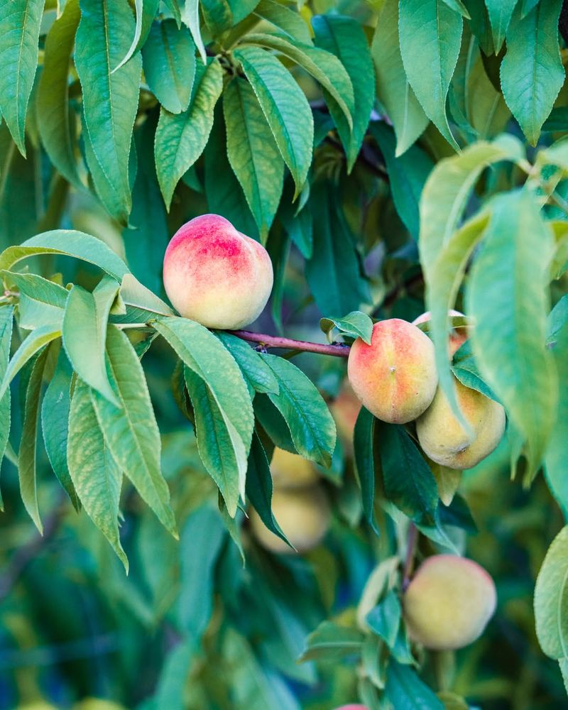 Peach