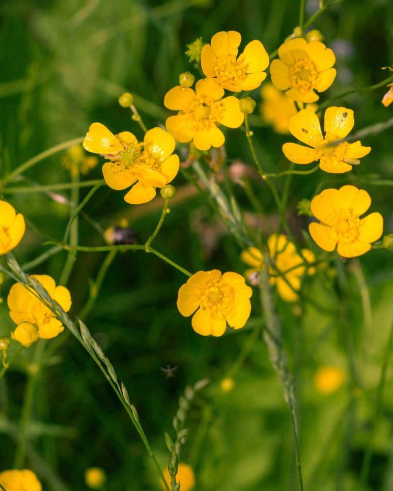 Creeping Buttercup