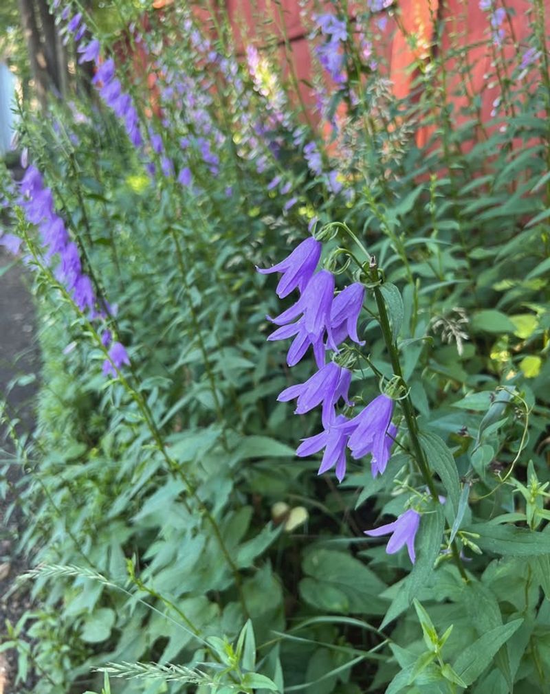 Creeping Bellflower