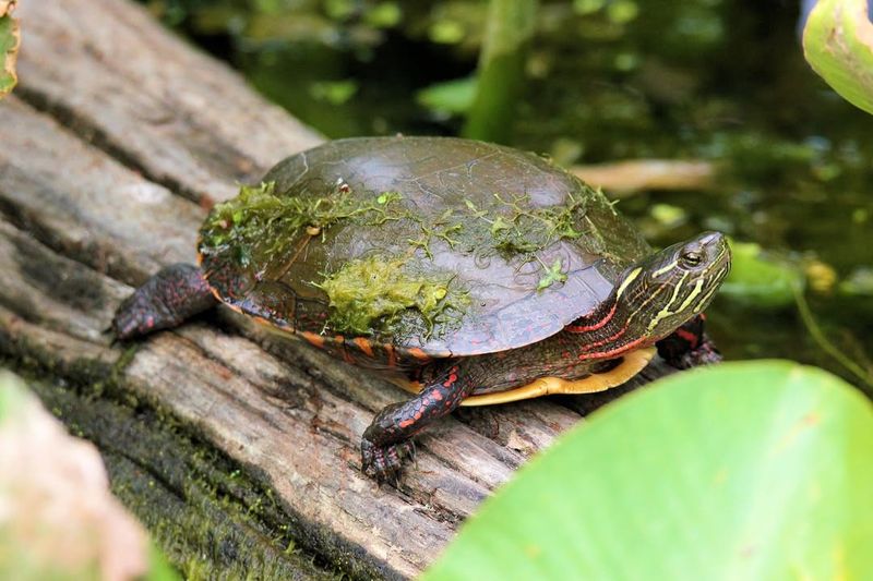 Painted Turtle