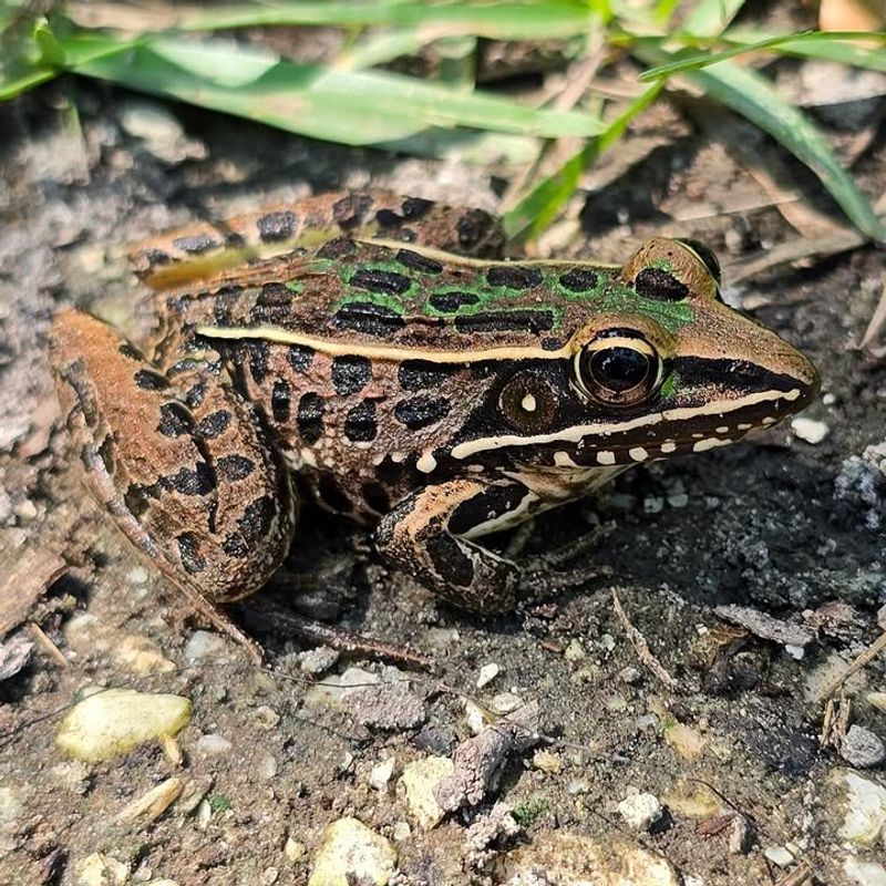 Southern Leopard Frog