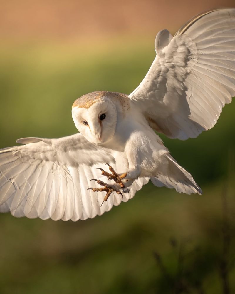 Barn Owl