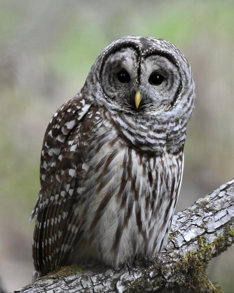 Barred Owl