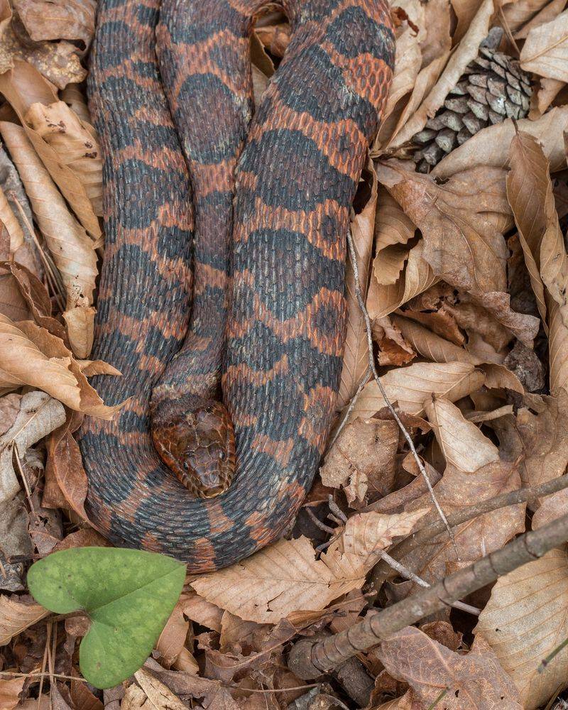 Northern Water Snake
