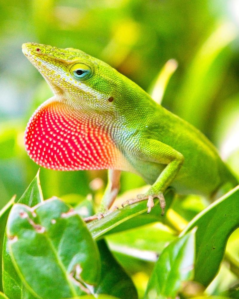 Green Anole
