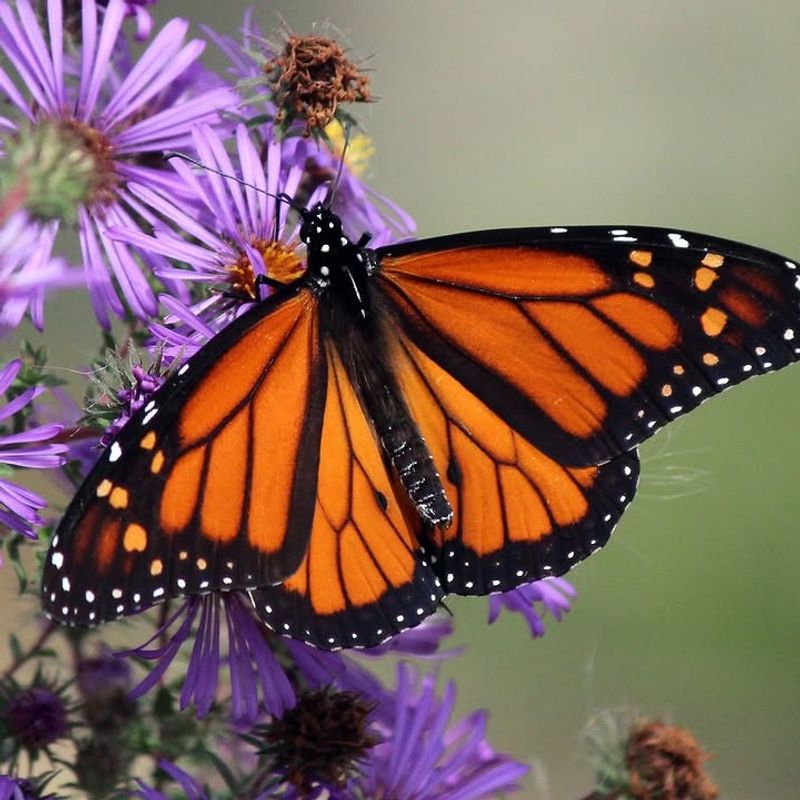 Monarch Butterflies