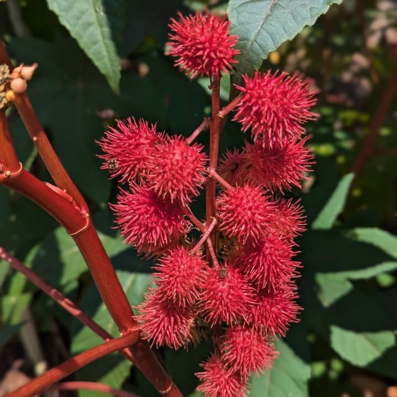Castor Bean Seeds