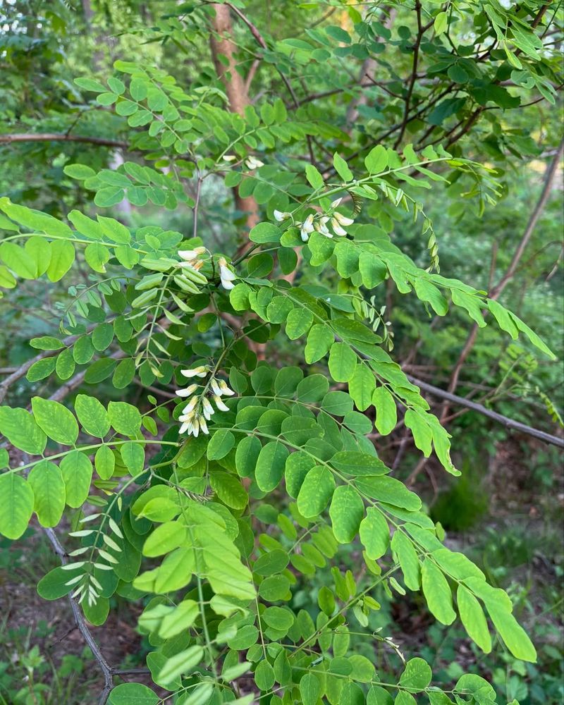 Black Locust