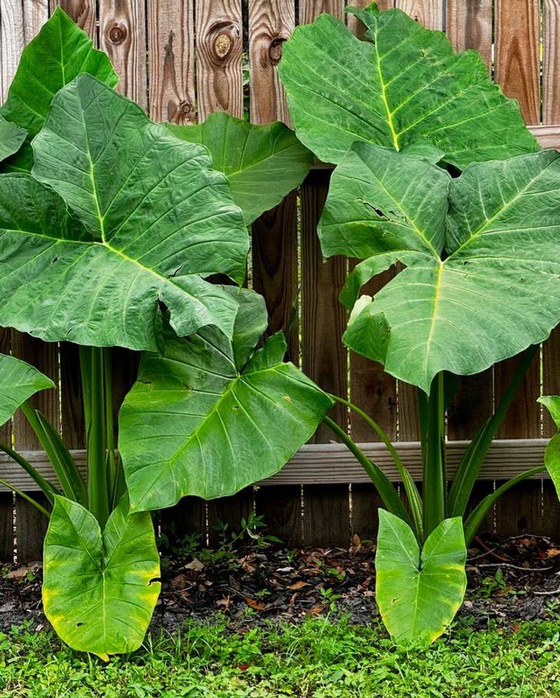 Elephant Ear