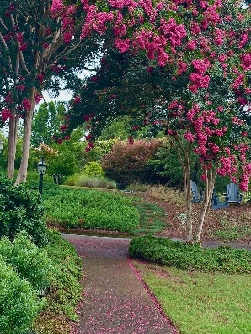 Crape Myrtle Trees