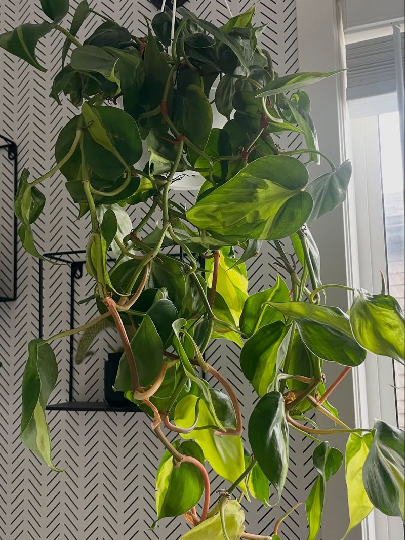 Philodendron