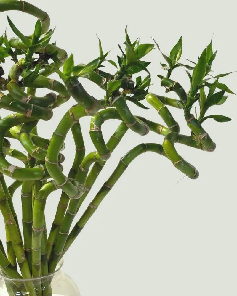 Lucky Bamboo
