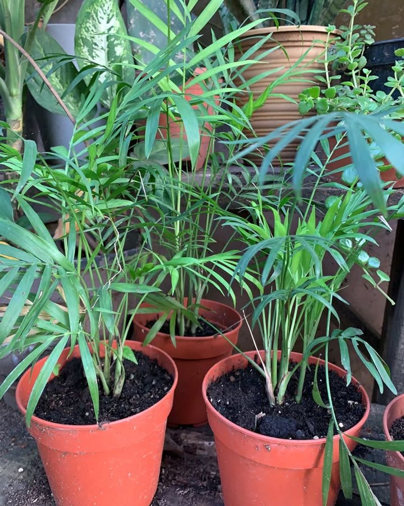 Parlor Palm
