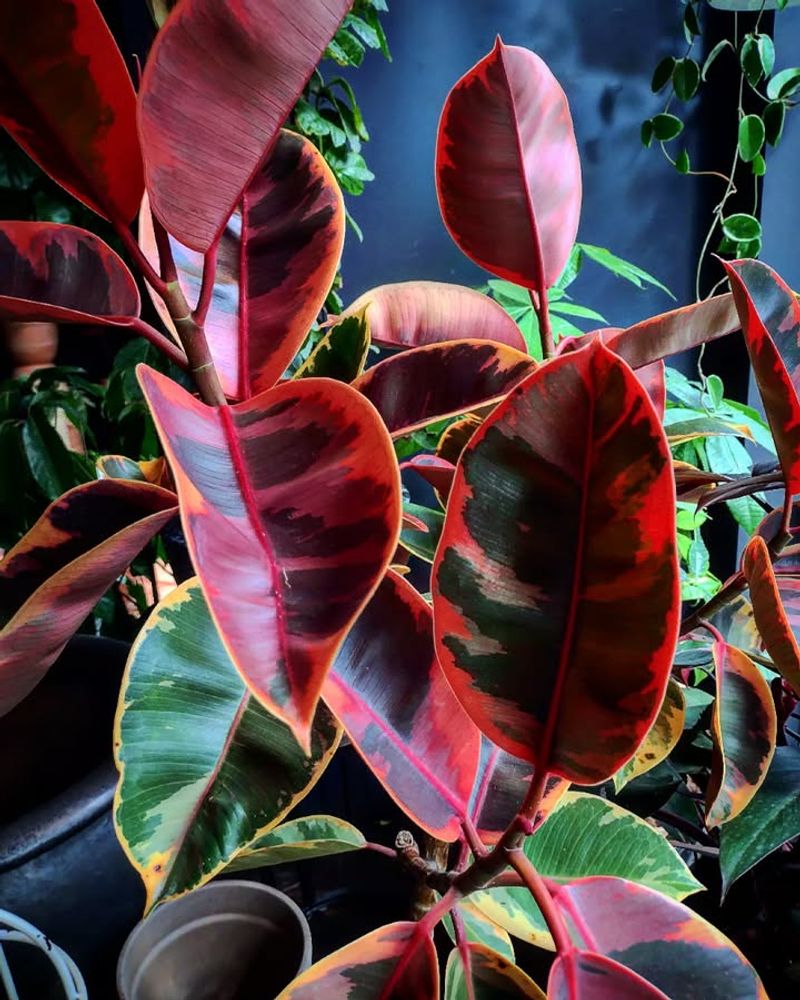 Rubber Plant