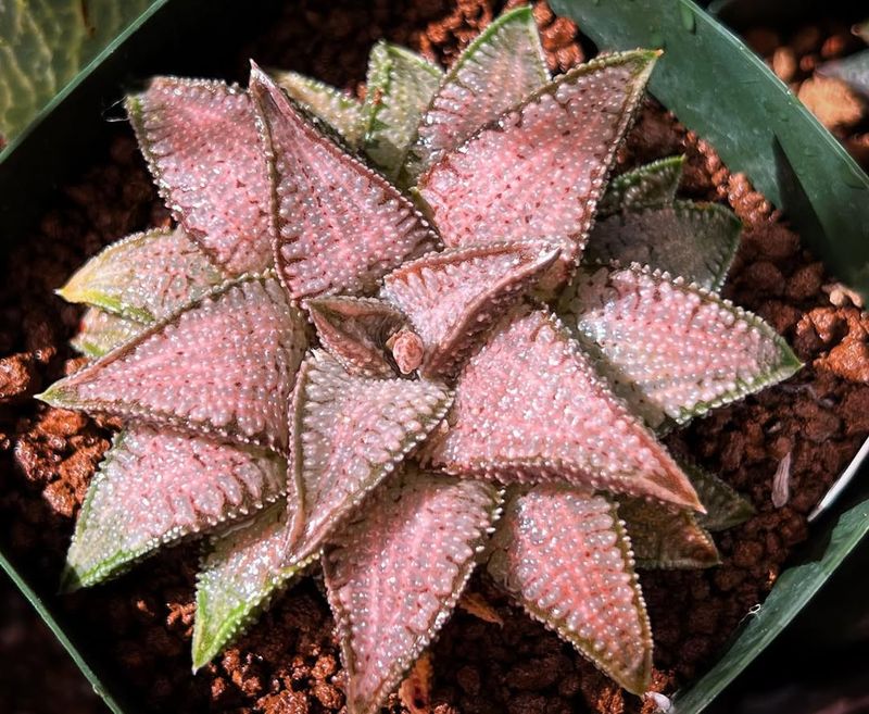 Haworthia