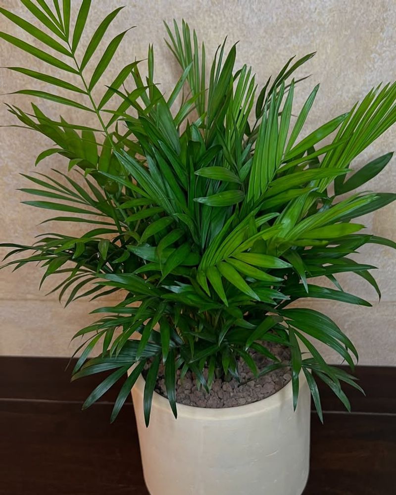 Parlor Palm (Chamaedorea elegans)