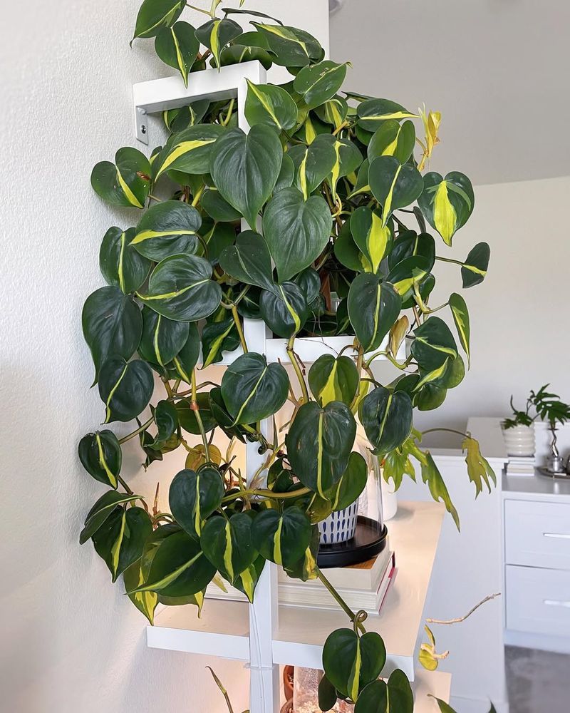 Philodendron (Philodendron hederaceum)