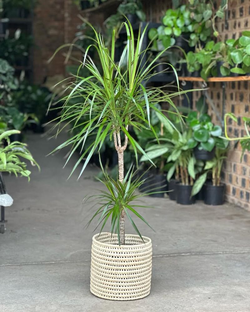 Dracaena (Dracaena spp.)