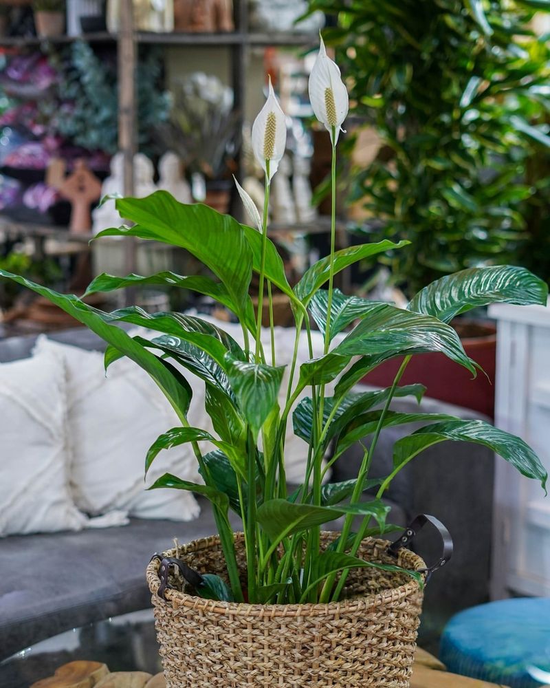 Peace Lily: Air-Purifying Elegance