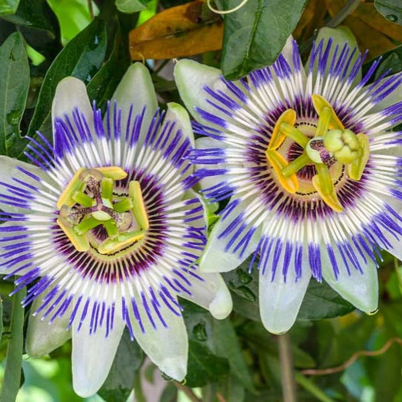 Passion Flower Vine