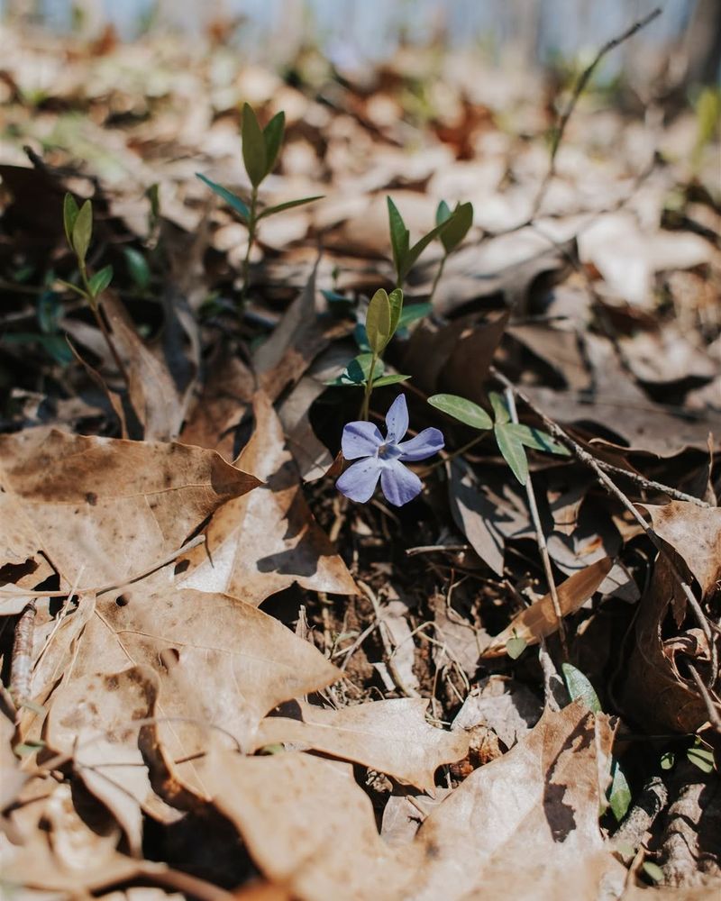 Periwinkle