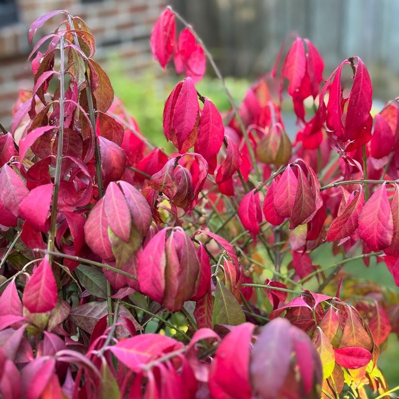 Burning Bush