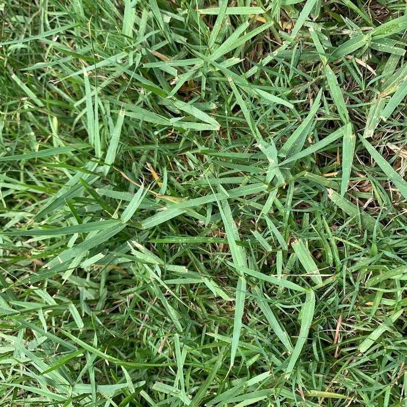 Torpedo Grass