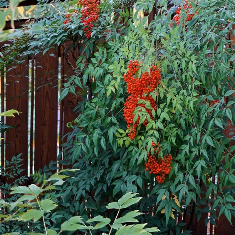Nandina (Heavenly Bamboo)