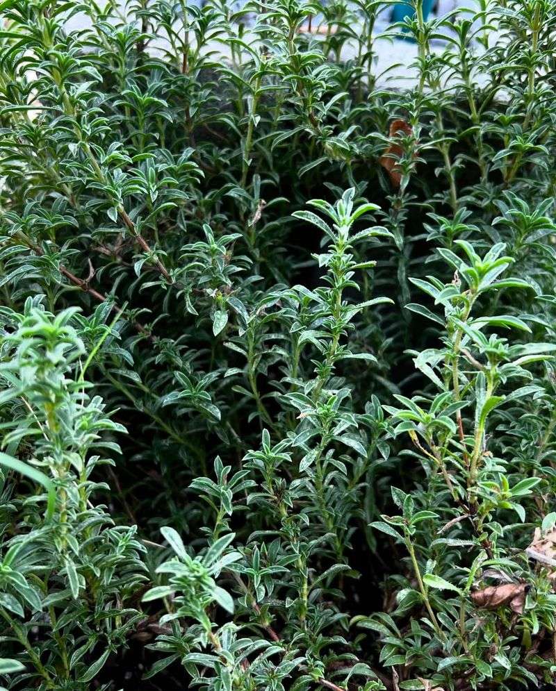 Winter Savory