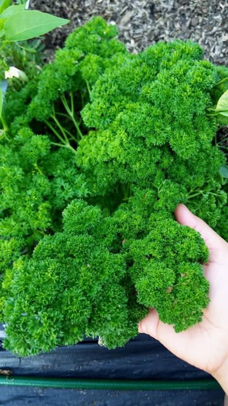 Parsley