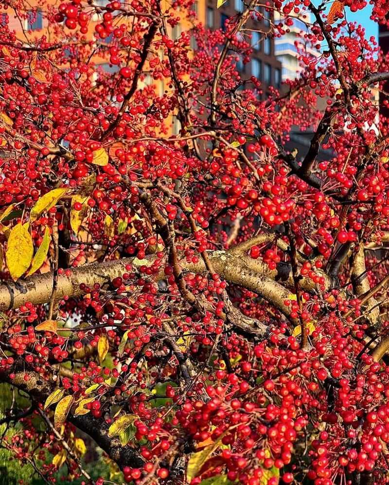 American Bittersweet: Fall Color Spectacle
