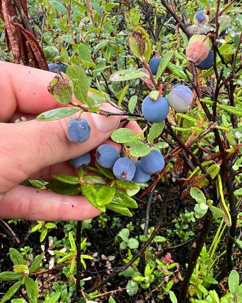 Blueberry