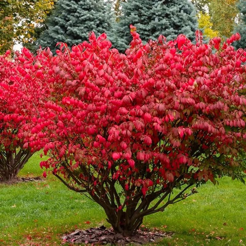 Winged Euonymus