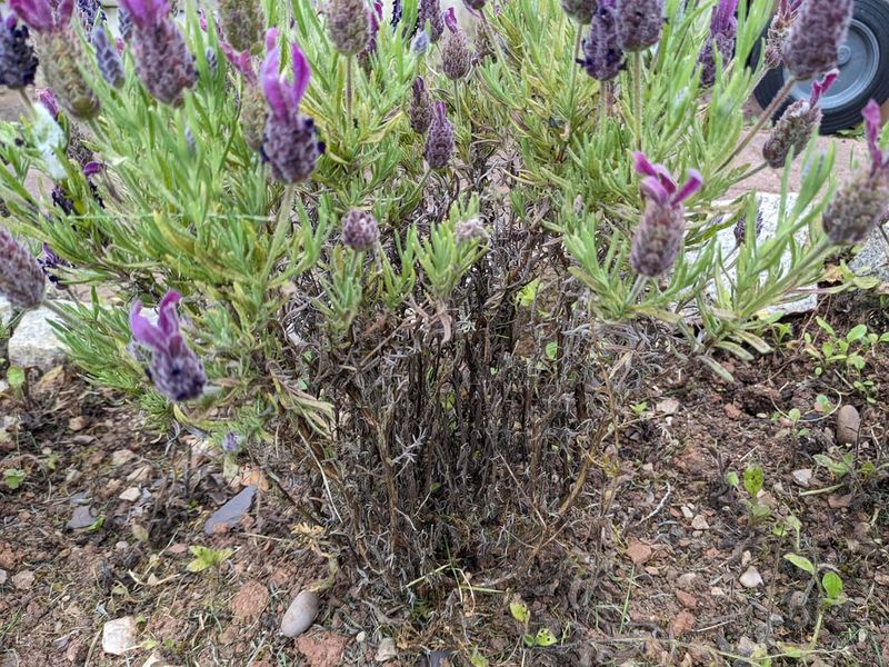 Prune At The Right Time