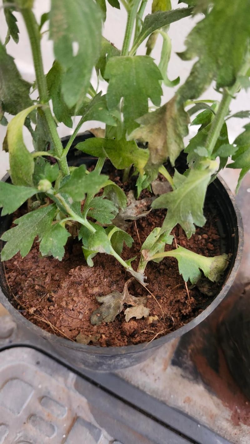 Water Properly Before Frost Arrives