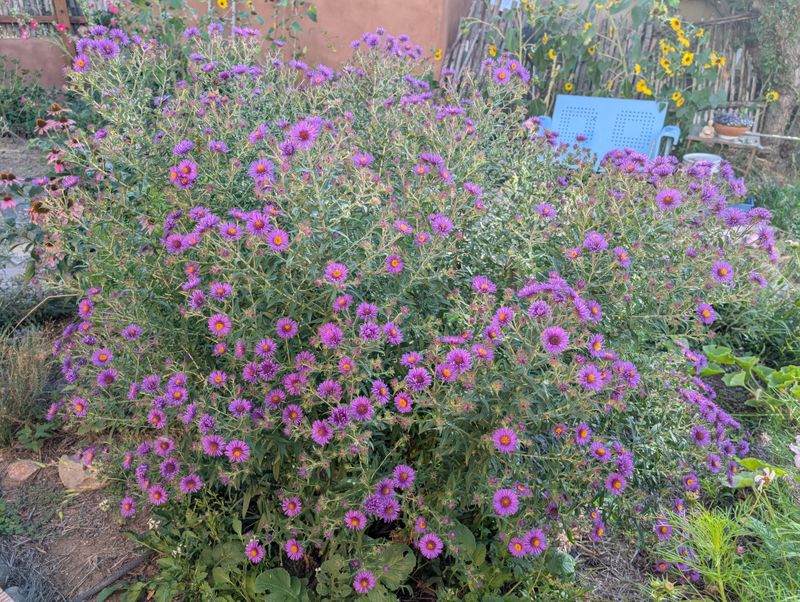 Pinch Back Stems In Early Summer