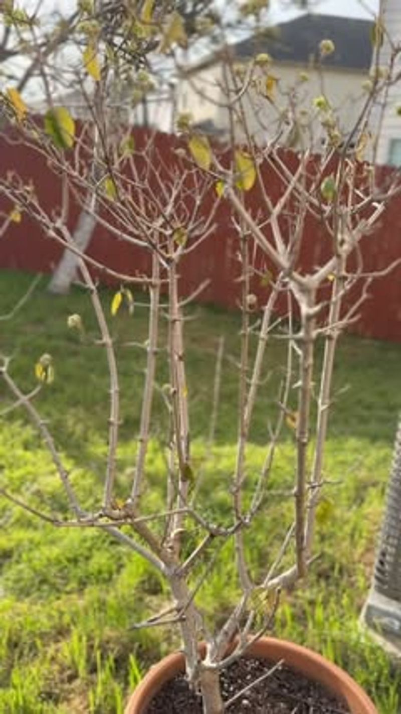 Fertilize Properly for Plant Health