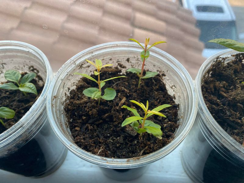 Plant Seeds In Well-Draining Soil Mix