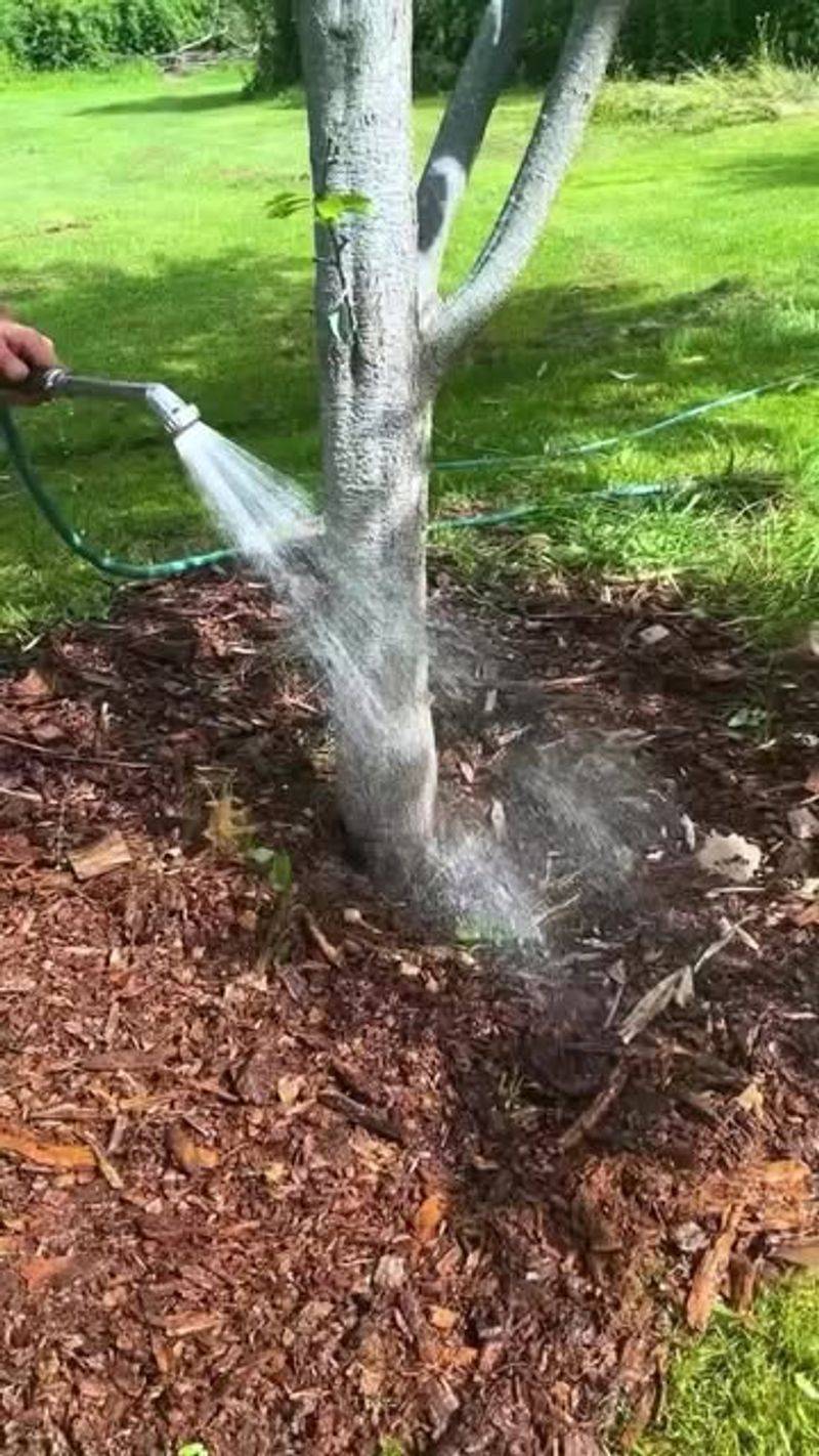 Water Mulch After Application