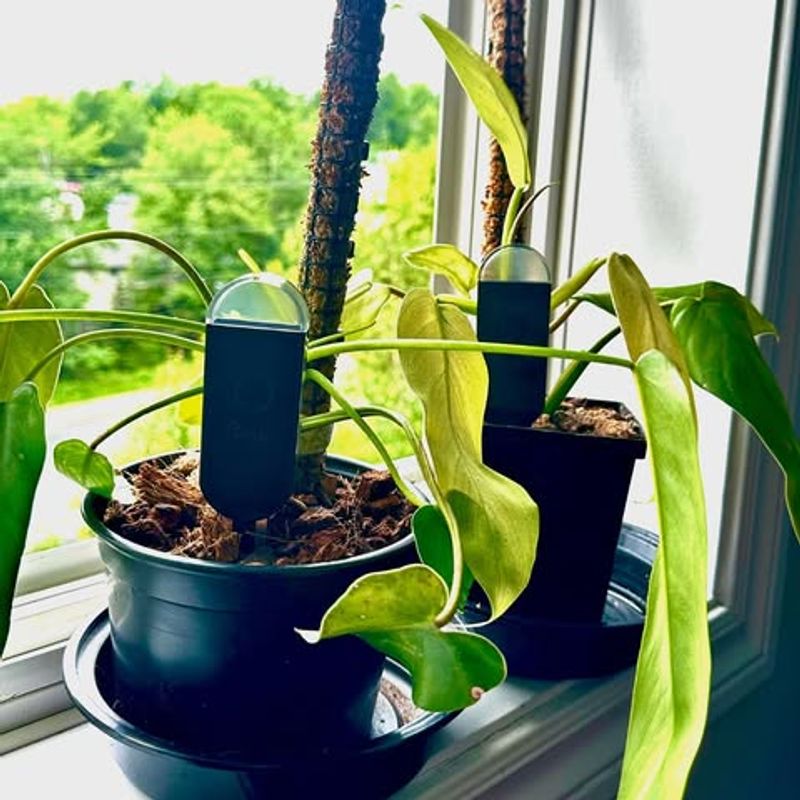 Monitor Plants Closely After Moving