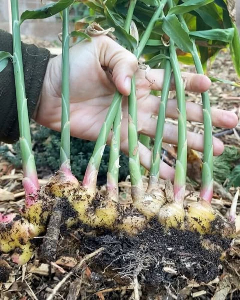 Plant Your Ginger Correctly