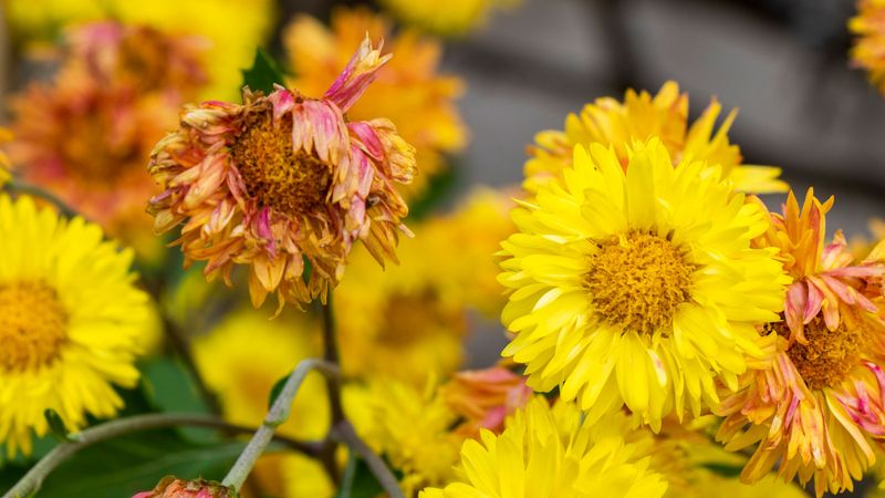 Deadhead Spent Blooms Regularly