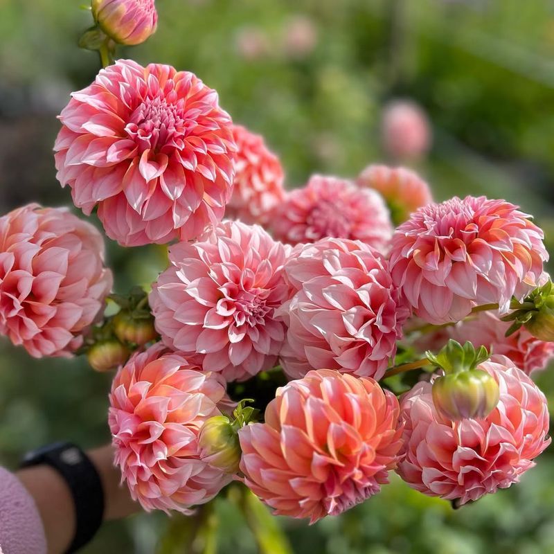 Harvest Blooms Regularly