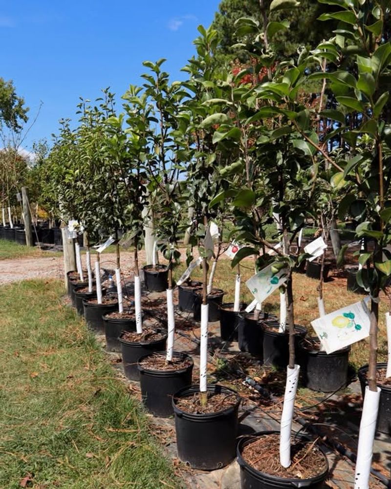 Fall Planting Works For Container-Grown Trees