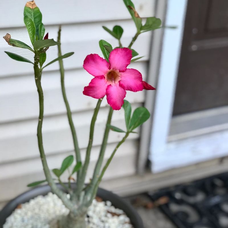 Feed Regularly During Growing Season
