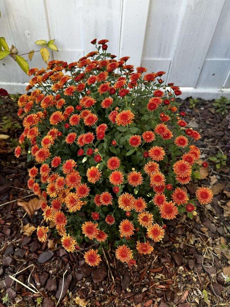 Use Mulch Around the Base
