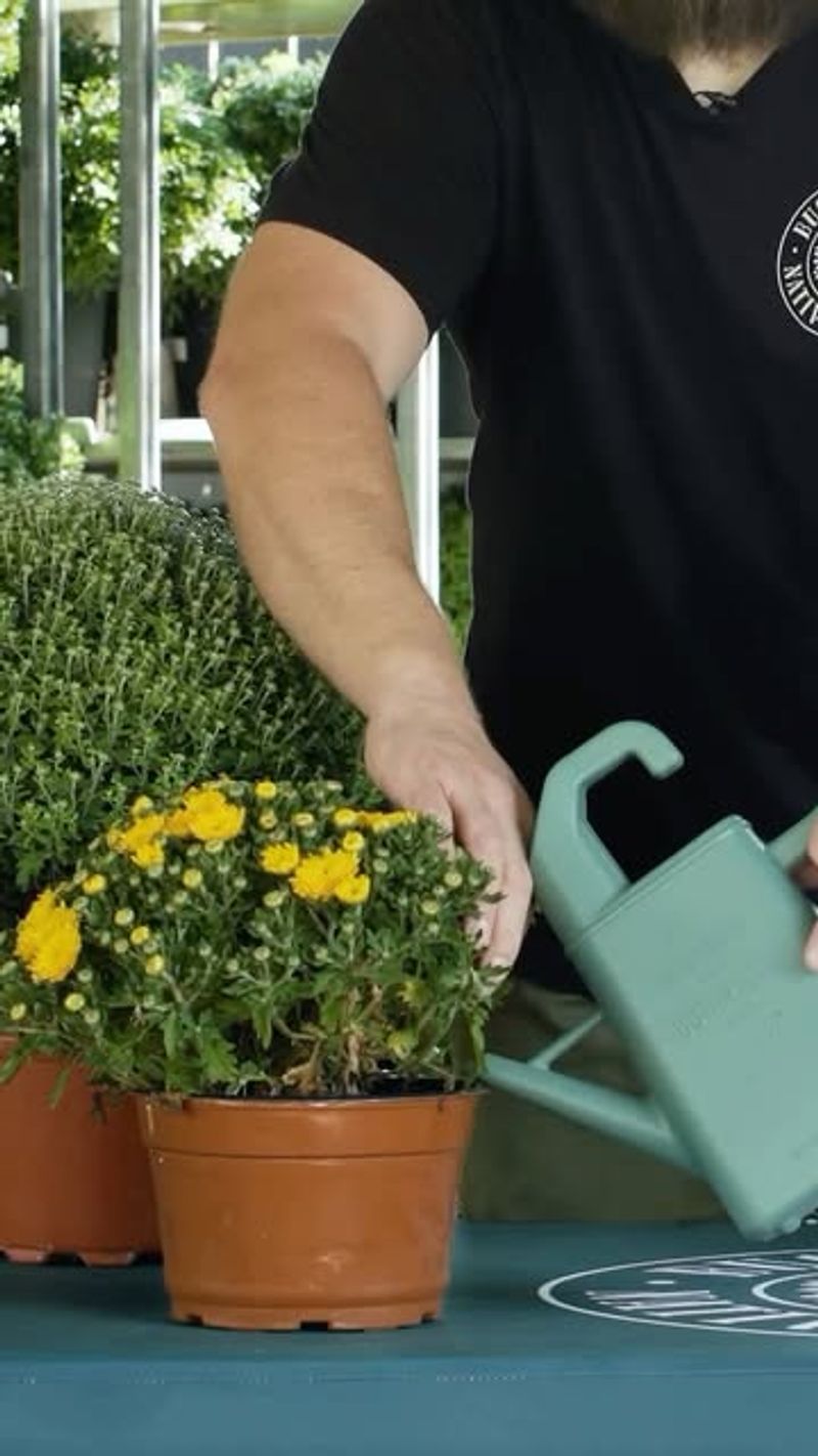Fertilize Every Two Weeks