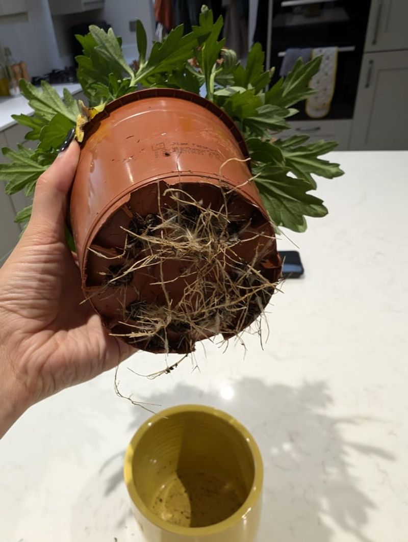 Ignoring Root-Bound Containers